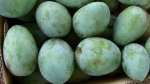 Picture of Mango (Keit) Box