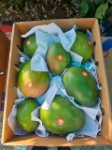 Picture of Mango (Keit) Box